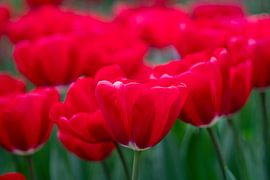 Rote Tulpen im Frühlingslicht