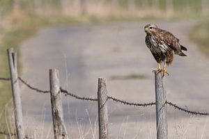 Mäusebussard im Ansitz