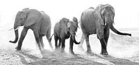 Stoffige familie olifant van Anja Brouwer Fotografie thumbnail