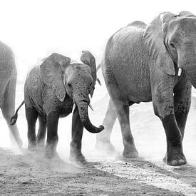 Stoffige familie olifant van Anja Brouwer Fotografie