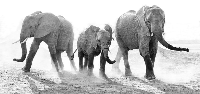 Dusty family elephant by Anja Brouwer Fotografie