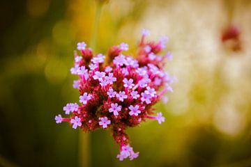 Roze bloemen von Stedom Fotografie