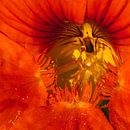 detail van een oranje Oostindische kers van arjan doornbos thumbnail