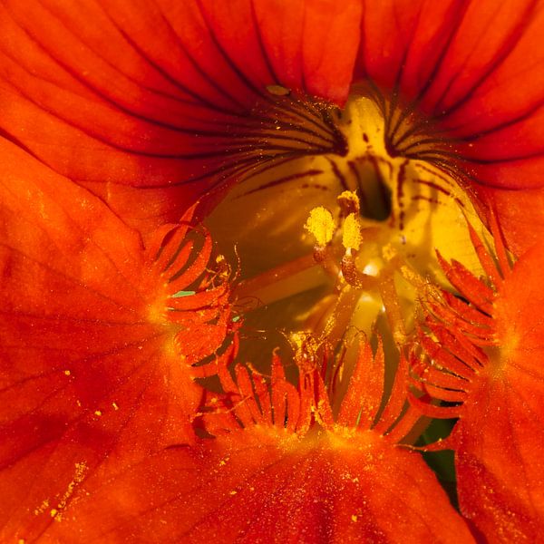 detail van een oranje Oostindische kers von arjan doornbos