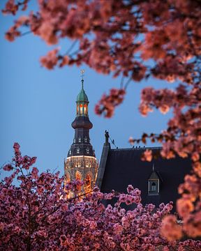 Lentebloessem in Breda