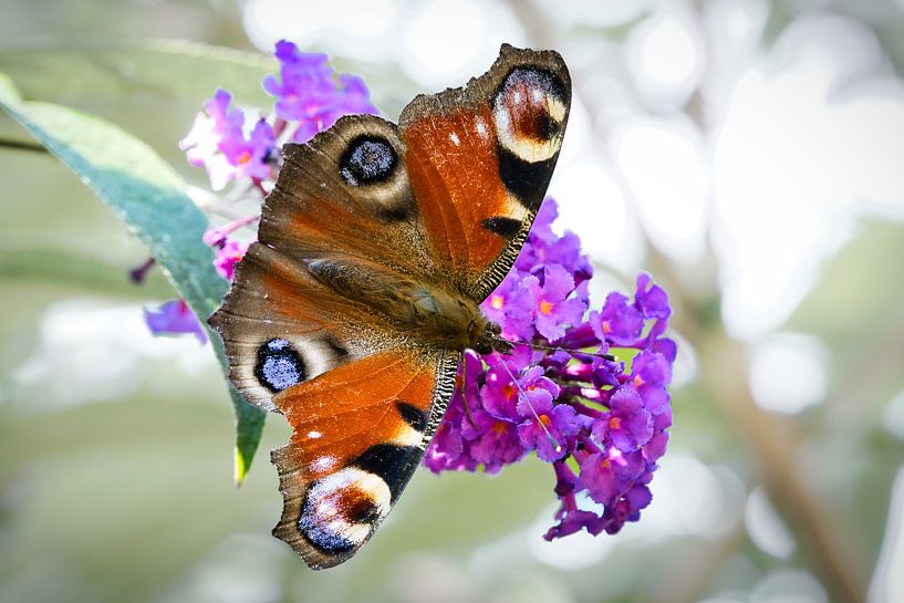 Kleurrijke vlinder op een blad, bloem. Macro van Martin Köbsch