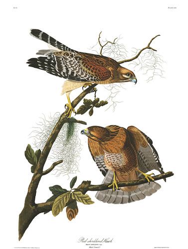 Roodschouderbuizerd