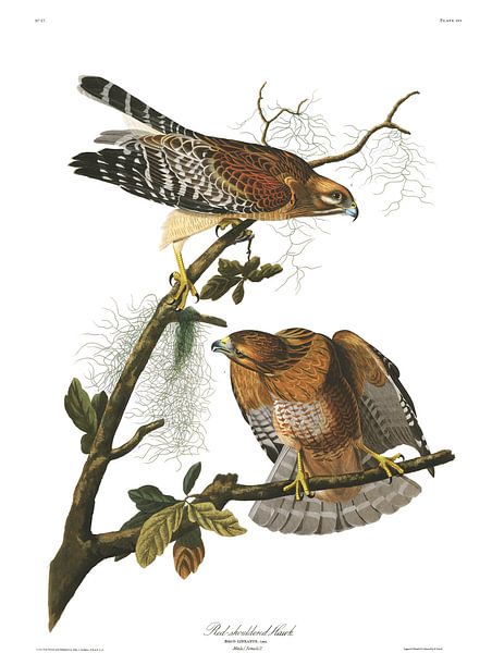 Buse à épaulettes par Birds of America