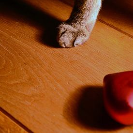 Schaduw kattenpoot sur Simone Gerrits