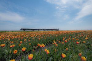 Werktrein tussen tulpenvelden