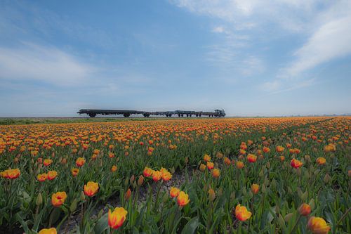 Werktrein tussen tulpenvelden