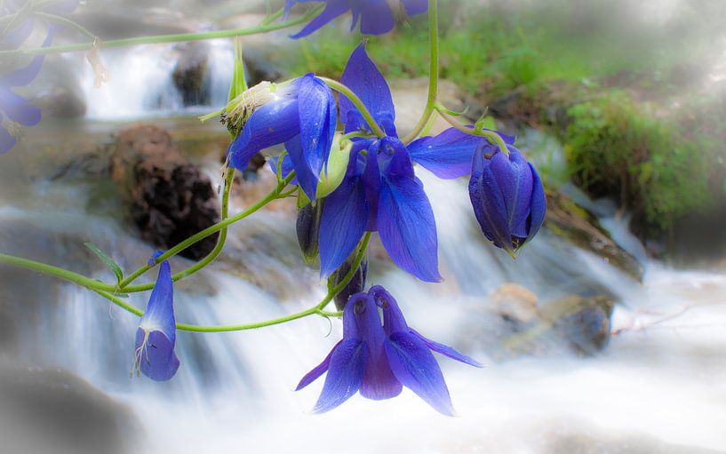 Bloemen bij waterval van Jacqueline Lodder