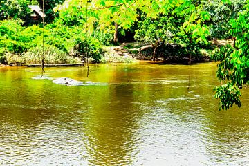 Het eiland Awarradam in Suriname van René Holtslag