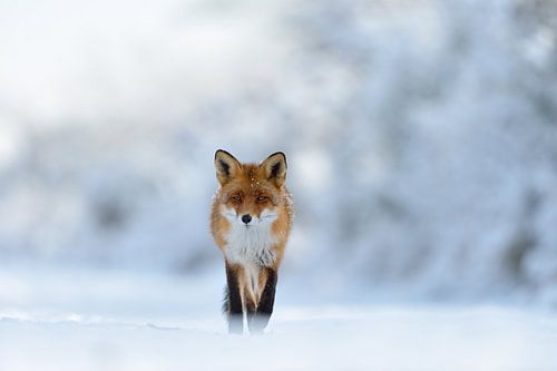 Rotfuchs *Vulpes vulpes* läuft in tief verschneiter Landschaft direkt auf die Kamera zu