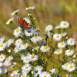 Butterfly on fleabane by Violetta Honkisz