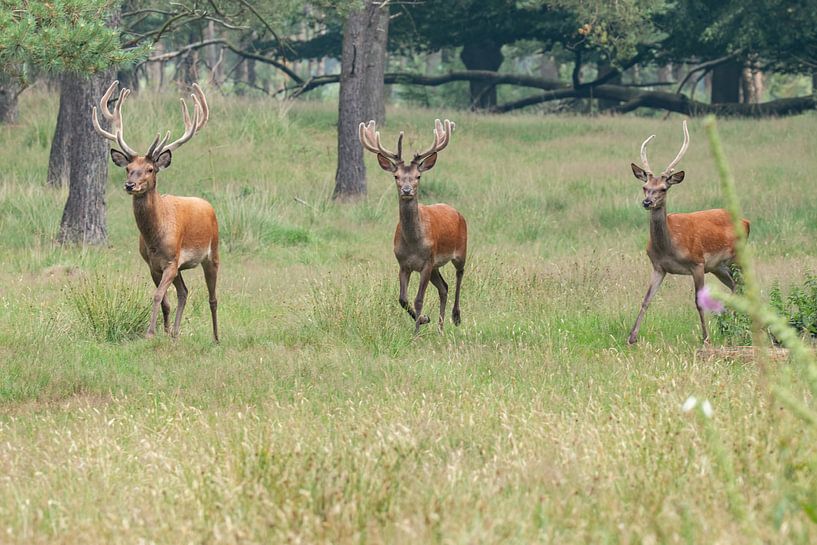 Red deer, Deer on the Veluwe. by Gert Hilbink