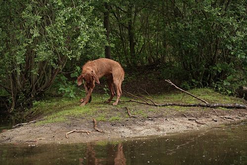 Waterspelletjes aan het meer met een bruine Magyar Vizsla ruwharige hond .