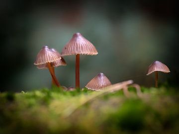 Mushrooms in the forest by Maikel Brands