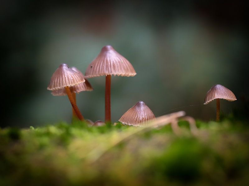 Les champignons dans la forêt par Maikel Brands