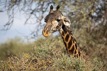 Giraffe frisst aus einem Busch in Tarangire, Tansania von Ruben Bleichrodt