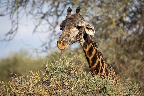 Giraffe eating from a bush in Tarangire, Tanzania