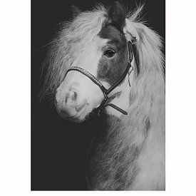 pony van Dmm Fotografie