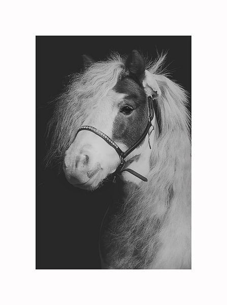 Pony von Dmm Fotografie