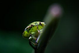 bug on branch dark background by Frank Ketelaar