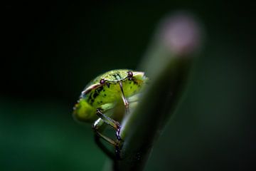 insecte sur une branche sur fond sombre sur Frank Ketelaar