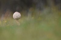 Mushroom, mushroom, pilz, nature, green, grass, lonely, autumn, spring, alone