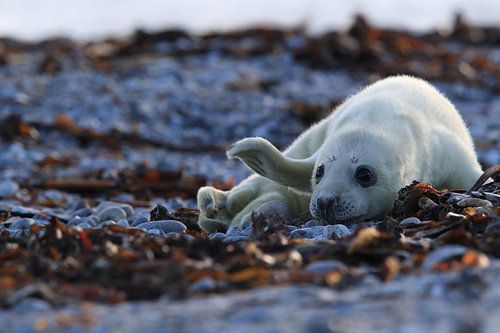 Grijze Zeehond Brul Helgoland Eiland Duitsland