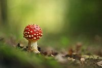 Agaric moucheté