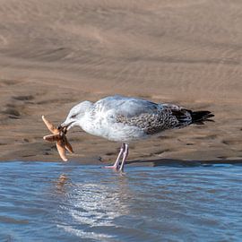 Seagull on beach with starfish by Derlach Photography