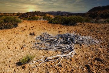 Coucher de soleil, Parc national de Tenerife sur Walter G. Allgöwer