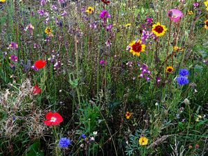 Englischer Cottage Garten Blumen 2