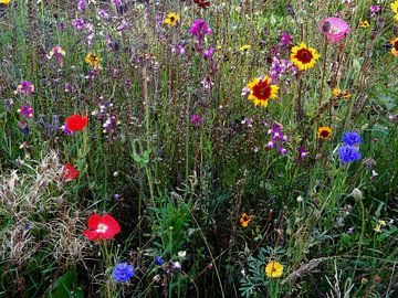 Fleurs du jardin cottage anglais 2 sur Dorothy Berry-Lound