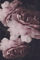 Rosa Alexandra de Kent