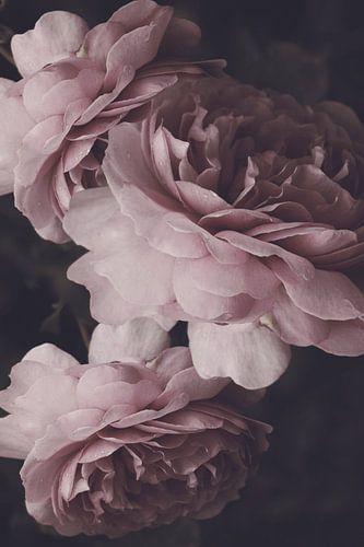 Rosa Alexandra aus Kent