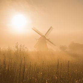 Gold. by Ton Drijfhamer