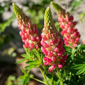Gartenlupine (Lupinus polyphyllus)