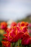 Rote/orange Tulpe