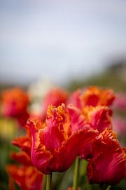 Tulipe rouge/orange sur Renate Pit - du Pont