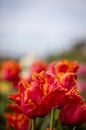 Rote/orange Tulpe von Renate Pit - du Pont Miniaturansicht