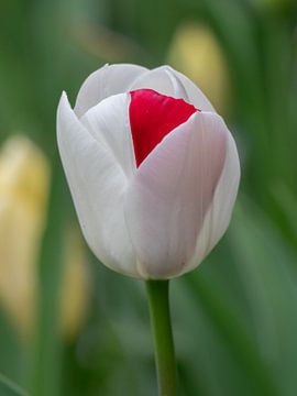 Unieke witte tulp met rood accent