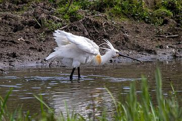 Spoonbill in the Afferden floodplain by Michelle Peeters