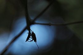 The silhouette of a bug in the shadows