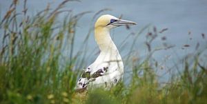 Vögel an den Bempton Cliffs