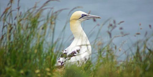 Vogels bij Bempton Cliffs