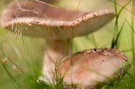 zwei beige Pilze von Tania Perneel Miniaturansicht