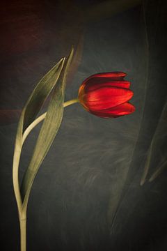Stilleben mit Tulpe von Anneliese Grünwald-Märkl